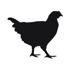Sign chicken. Isolated black silhouette chicken on white background. Vector illustration