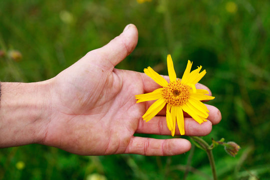 Fleurs jaunes arnica sant&eacute; organique bien &ecirc;tre