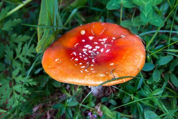 The toxic mushroom Amanita muscaria