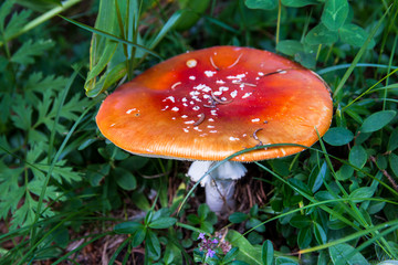 The toxic mushroom Amanita muscaria