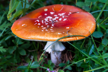 The toxic mushroom Amanita muscaria