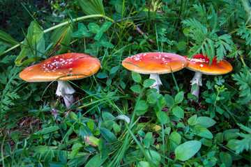The toxic mushroom Amanita muscaria