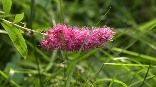 Pink wild flowers grow in a pile. Latin: Spirea densiflora, Spiraea Thale. Bees and flies pollinate flowers. 4K Macro