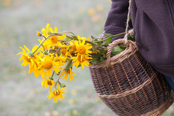 Fleurs jaunes arnica santé organique bien être