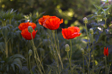 garden decorative poppies