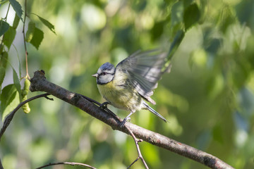 Eurasian blue tit (Cyanistes caeruleus) against a background of green selective focus