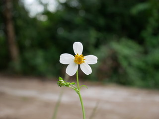 white flowers on a green background