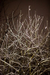 Night snow trees winter
