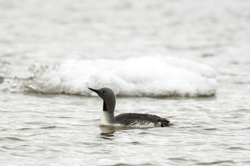 Fototapeta premium Plongeon catmarin,.Gavia stellata, Red throated Loon