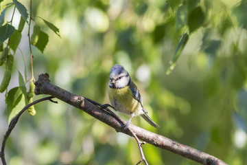 Eurasian blue tit (Cyanistes caeruleus) against a background of green selective focus