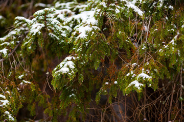 First snow on pine tree