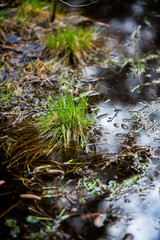 Fototapeta premium stream in the forest