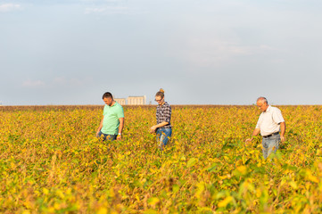 Group of farmers standing in a field examining soybean crop.
