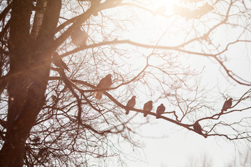 branches of a tree with pigeons