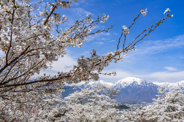 桜と北アルプス　大町市山岳博物館