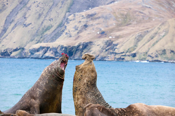 Cute Elephant Seals Fighting Each Other