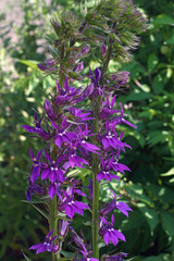Obraz premium Blue cardinal flower (Lobelia siphilitica). Called Great blue lobelia and Great lobelia also.