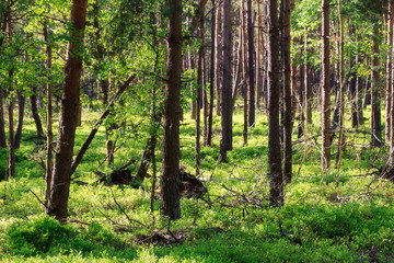 Obraz premium Beautiful spring forest in the Netherlands with fresh green leafs 