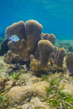 Abudefduf Saxatilis And Dendrogyra Cylindrus