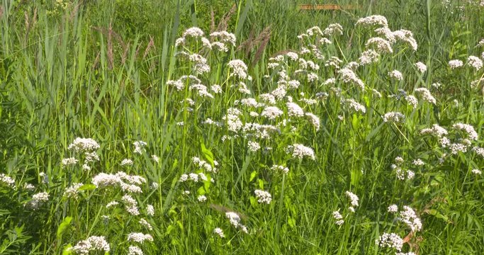 Valeriana officinalis blooming in reedland