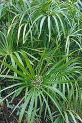 Obraz premium Umbrella plant (Cyperus alternifolius). Called Umbrella palm, Umbrella papyrus and Umbrella sedge also. Another scientific name is Cyperus involucratus.