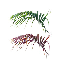 Tropical palm leaves. Vector floral illustration. Jungle palm leaves set isolated on white background. Exotic design decoration element