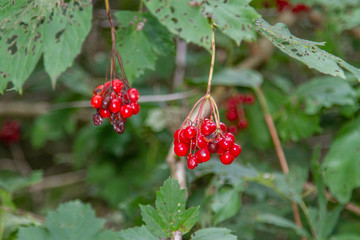 berries of red currant on bush