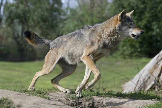 Europese wolf begint met rennen