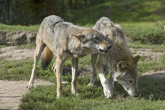 Twee europese wolven