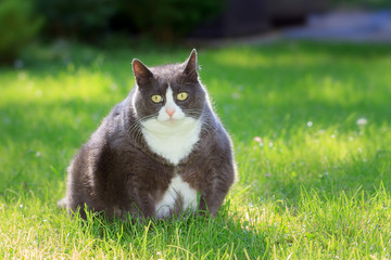 Slight obese, or fat, pussy cat outside in the sunny garden with fresh green grass in spring in the Netherlands - 222463804