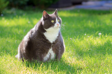 Naklejka premium Lekko otyły lub gruby kotek na zewnątrz w słonecznym ogrodzie ze świeżą zieloną trawą wiosną w Holandii