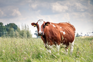 Fototapeta na wymiar Beautiful brown-red and white marked cow (Holstein Friesians, Bos Taurus) in a pasture in spring in the Netherlands