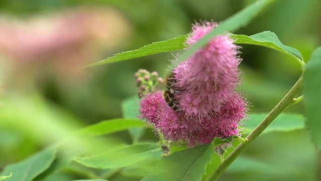 Pink wild flowers grow in a pile. Latin: Spirea densiflora, Spiraea Thale. Bees and flies pollinate flowers. 4K Macro