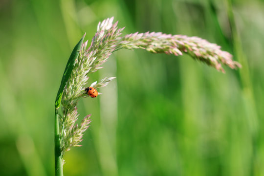 Beautiful vibrant macro close-up of a orange ladybug on a fresh green blade of grass in spring in the Netherlands
