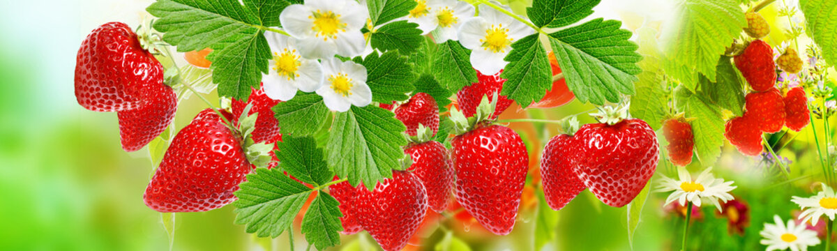 fresh summer ripe strawberries witch raspberries
