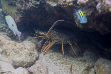 Panulirus argus hidding