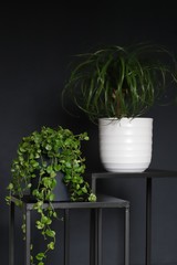 Modern green houseplant in a pot