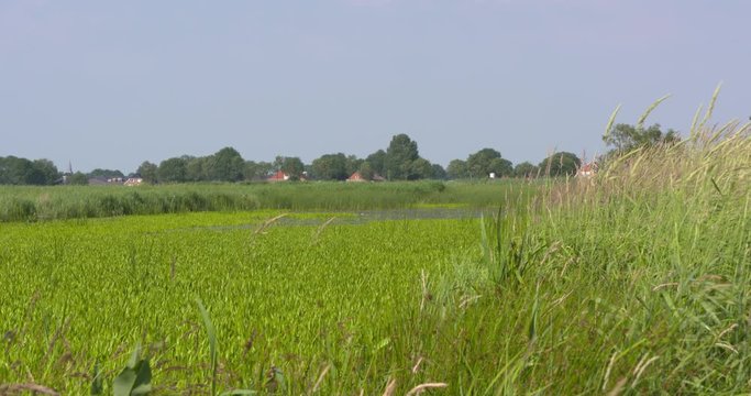 Dutch peat landscape with a long strip of water (petgat) overgrown with stratiotes aloides. Dragonflies in flight. WIEDEN-WEERRIBBEN NATIONAL PARK