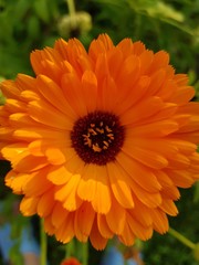 Calendula