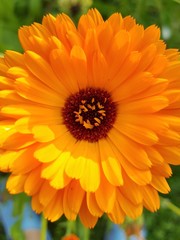 Calendula