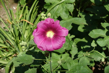 Deep pink flower of common hollyhock in June