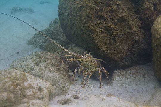 Panulirus argus lobster