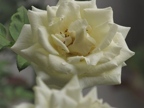 Rosa branca.
