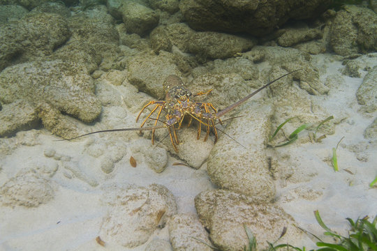 Panulirus argus hidding