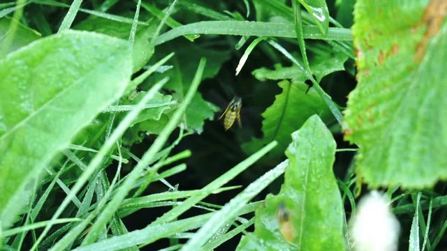 Slow motion shot of wild wasps flying in and out of their hole located in the ground overgrown by grass covered with dew in summer early morning