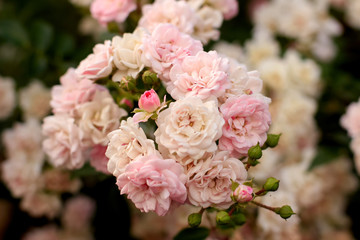 Obraz na płótnie Canvas flower, rose, pink, bouquet, nature, flowers