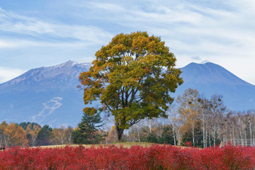 秋のナラの木と御嶽山
