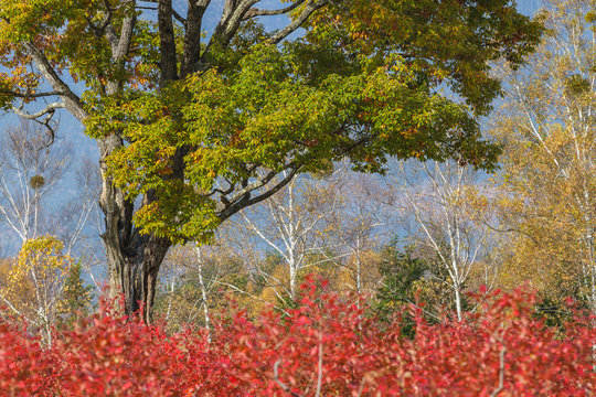 黄葉の開田高原とナラの木