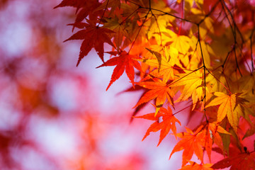 グラデーションに色付くモミジ
