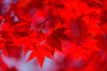 赤く色づくモミジ